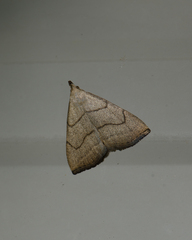 Macrochilo litophora