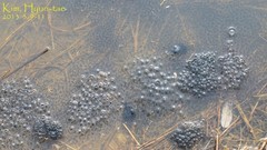 Rana uenoi