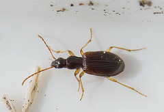 Oxypselaphus obscurus