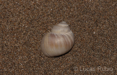 Notocochlis isabelleana