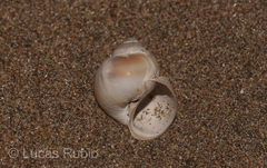 Notocochlis isabelleana