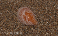 Crepidula cachimilla