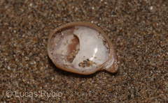 Crepidula cachimilla