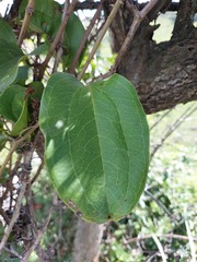 Smilax anceps
