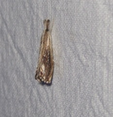 Catoptria verellus
