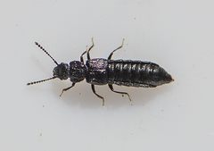 Anotylus rugosus