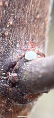 Thecla betulae