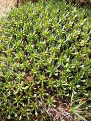 Euphorbia pulvinata