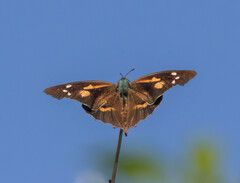Libythea laius