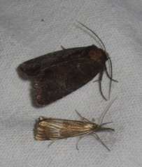 Chrysocrambus linetella