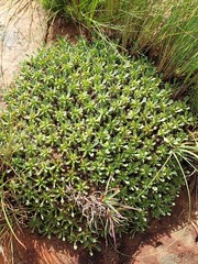 Euphorbia pulvinata
