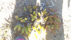 Glottiphyllum