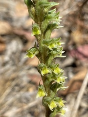 Brachystele unilateralis