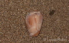 Olivancillaria urceus