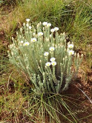Helichrysum herbaceum