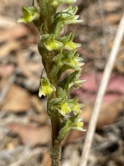 Brachystele unilateralis