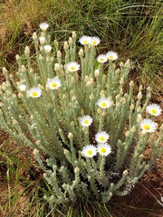 Helichrysum herbaceum