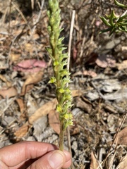 Brachystele unilateralis