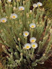 Helichrysum herbaceum