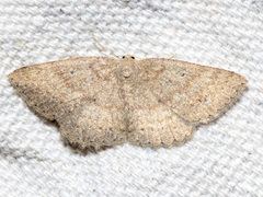 Casbia melanops
