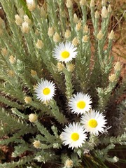 Helichrysum herbaceum