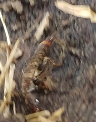 Platydracus maculosus