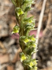 Brachystele unilateralis