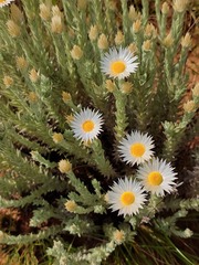 Helichrysum herbaceum