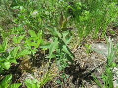 Pentanema britannica