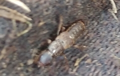 Platydracus maculosus