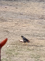 Acridotheres grandis