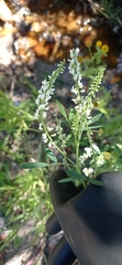 Melilotus albus