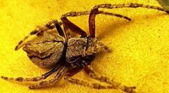 Socca pustulosa