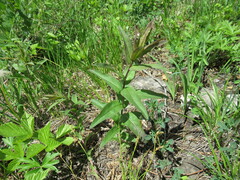 Pentanema britannica