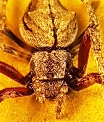 Socca pustulosa