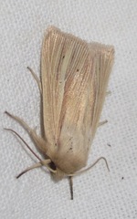 Mythimna pallens