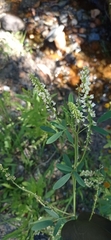 Melilotus albus
