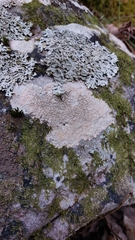 Pertusaria plittiana