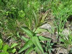 Pentanema britannica