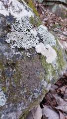 Pertusaria plittiana