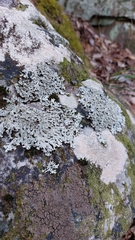 Pertusaria plittiana
