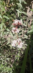 Crassula rubricaulis