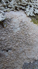 Pertusaria plittiana