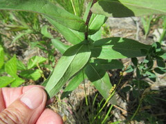 Pentanema britannica