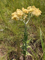 Helichrysum appendiculatum