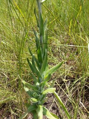 Helichrysum appendiculatum