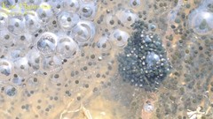 Rana uenoi
