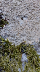 Pertusaria plittiana