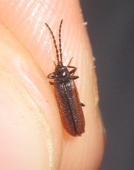 Omalisus fontisbellaquei