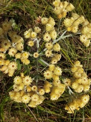 Helichrysum appendiculatum